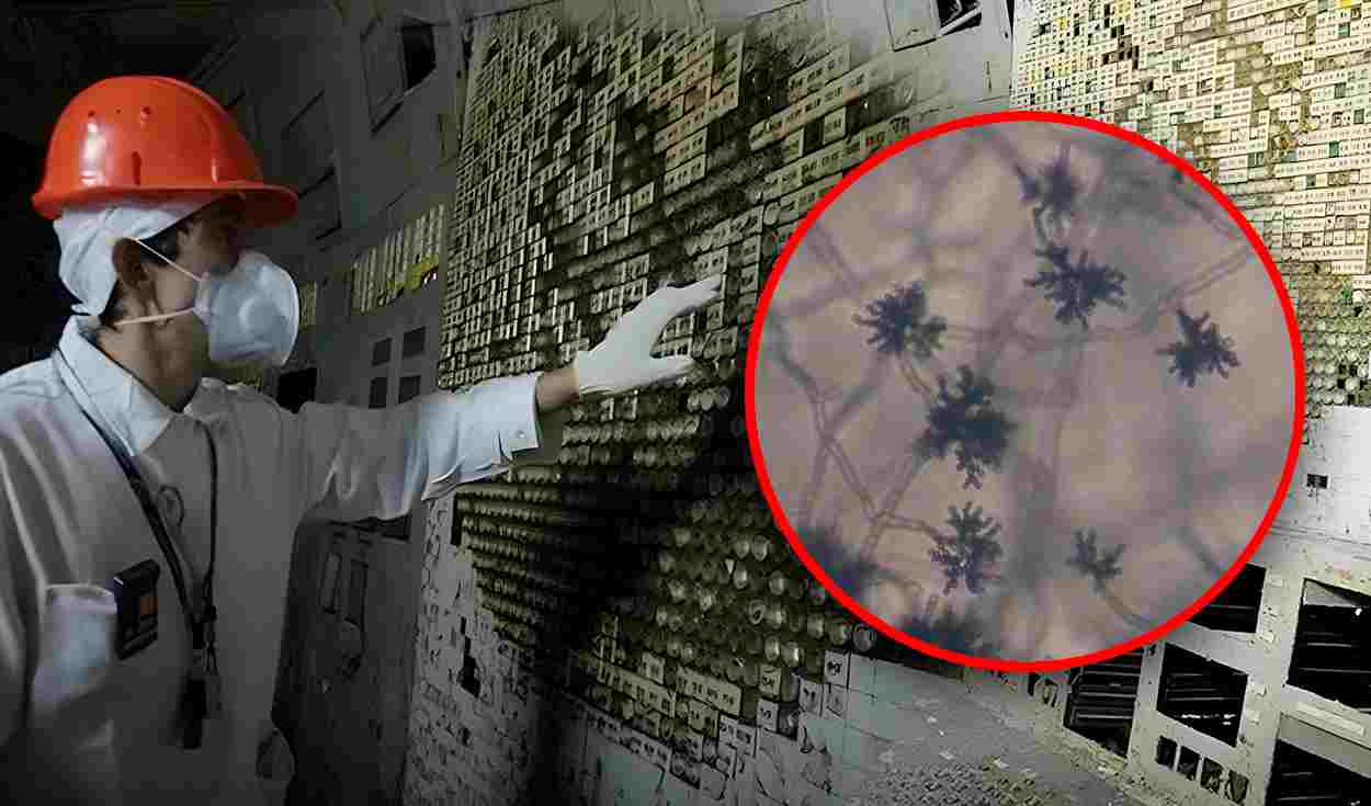 Misteriozna crna gljivica iz Černobila koja se hrani radijacijom.