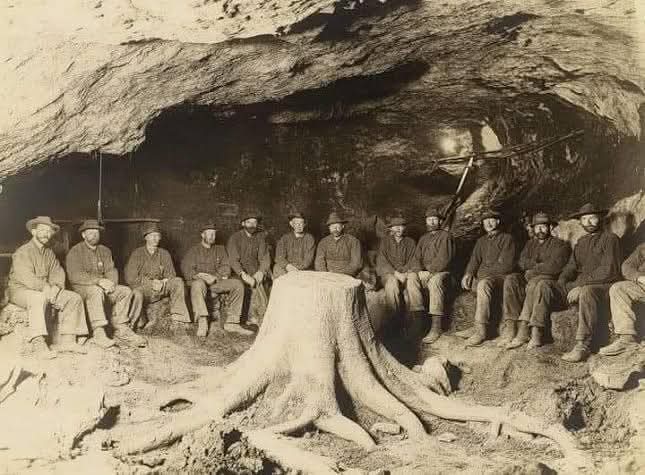 Nevjerovatno otkriće rudara iz 1918. godine: Okamenjeni panj drveta pronađen u sloju uglja otkriva drevnu prošlost Zemlje