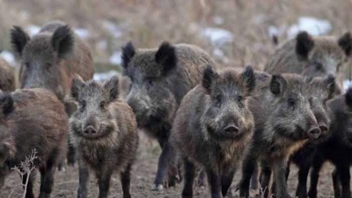 Devetak: Ministarstvo odgovorilo na zahtjev o lovnoj sezoni i smanjenju divljači