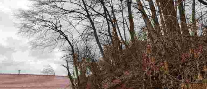 FB_IMG_1769615493459-2