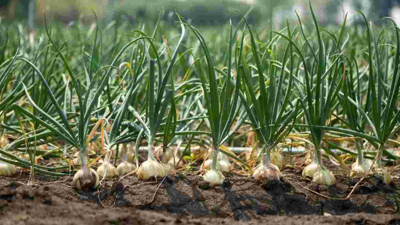 Prihranjivanje luka – kada, kako i na koji način se pravilno izvodi